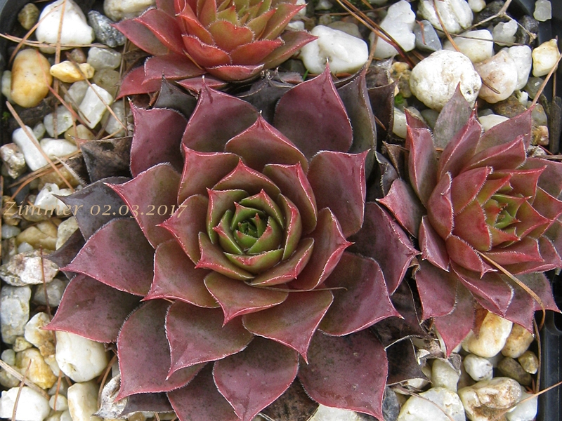 Zenobia