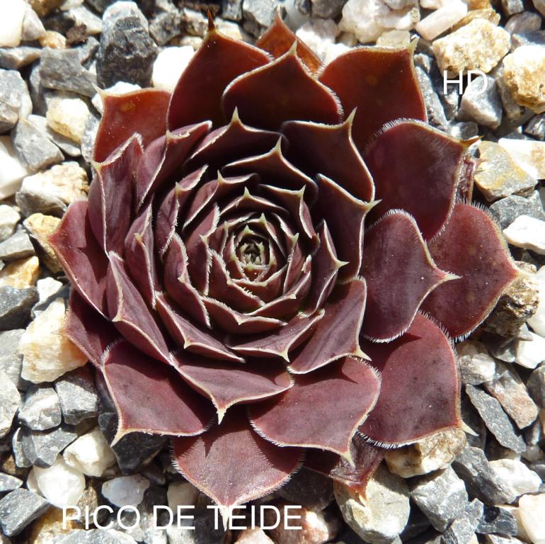 Pico de Teide / Jovi