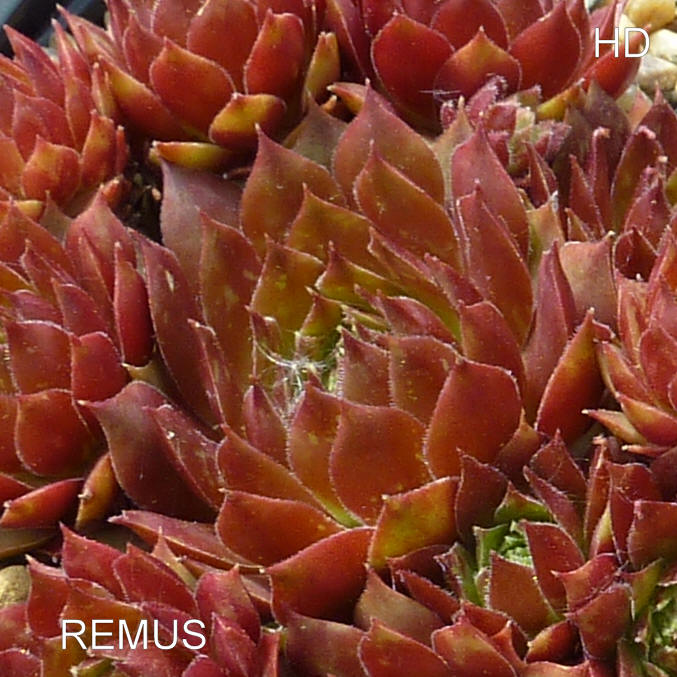 Remus