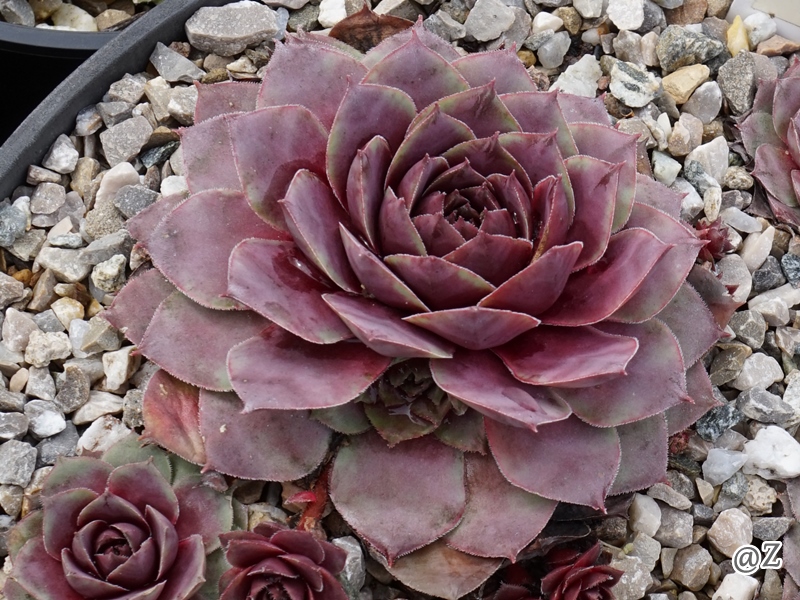 Rosenherz
