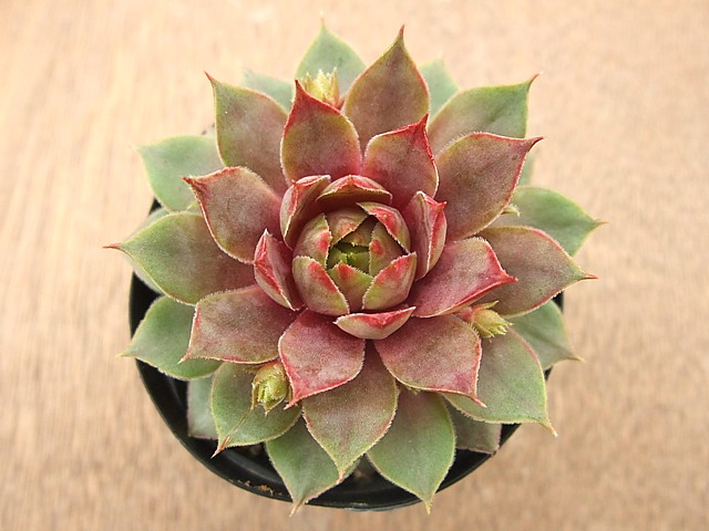 Zenobia