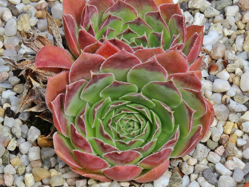 Rosy Tip / Jovi