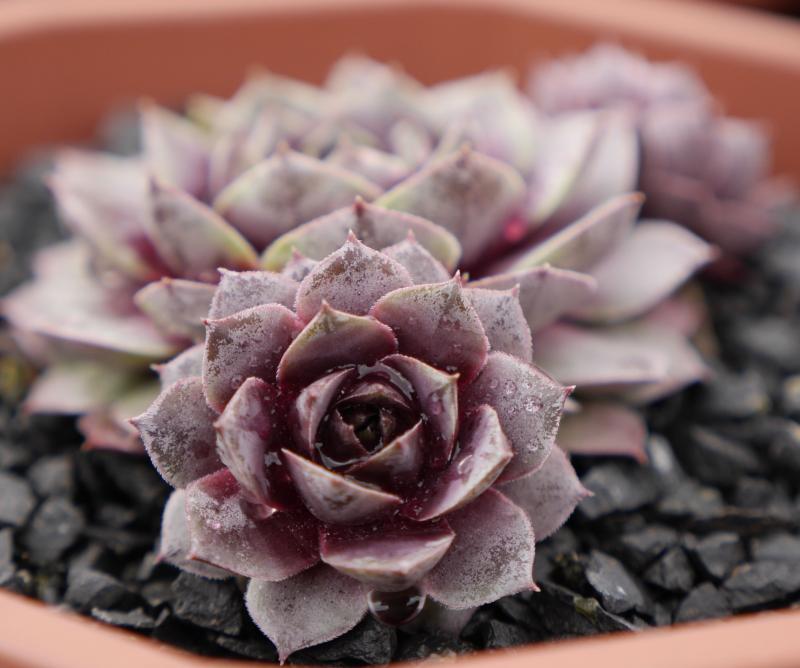 Rosenherz