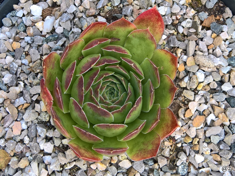 Rosy Tip / Jovi