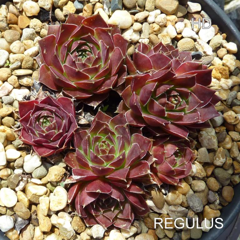 Regulus / Jovi