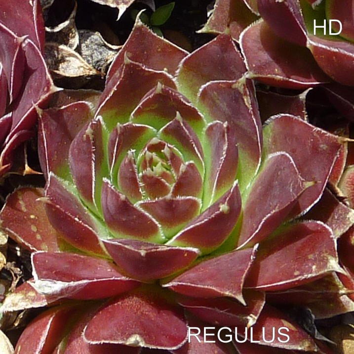 Regulus / Jovi