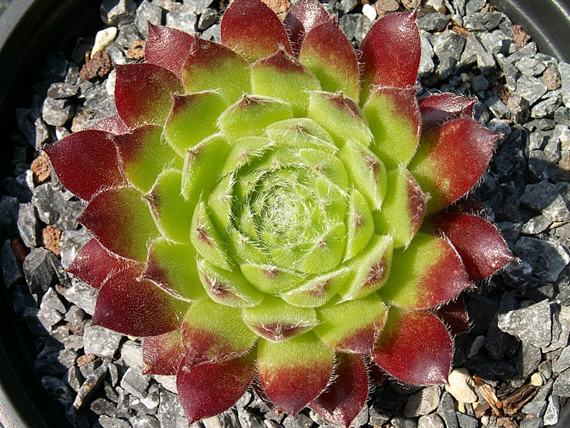 Ring of Fire