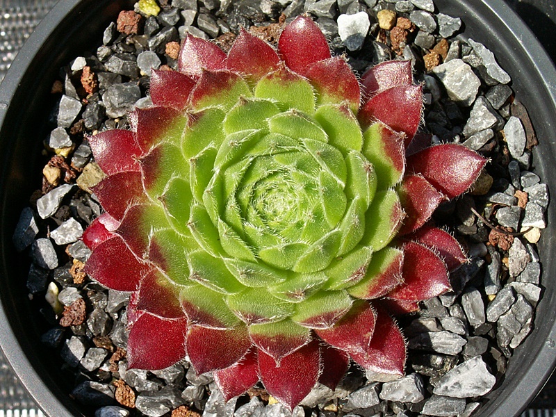 Ring of Fire