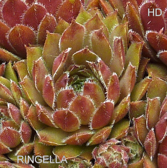 Ringella