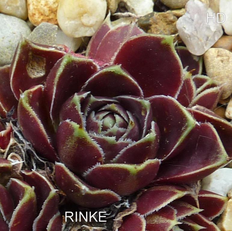 Rinke / Jovi
