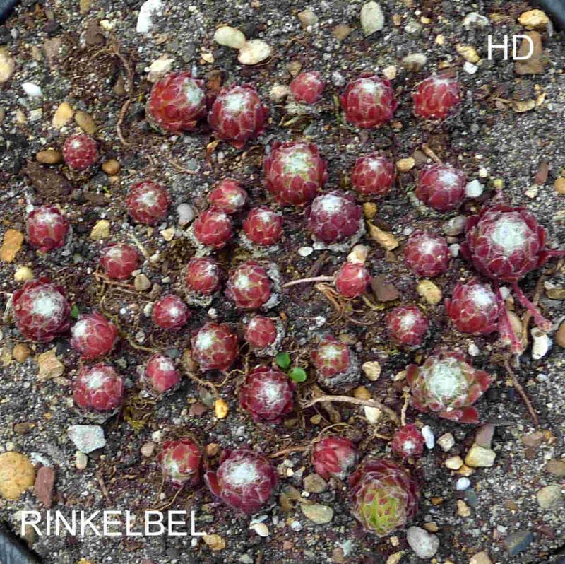 Rinkelbel