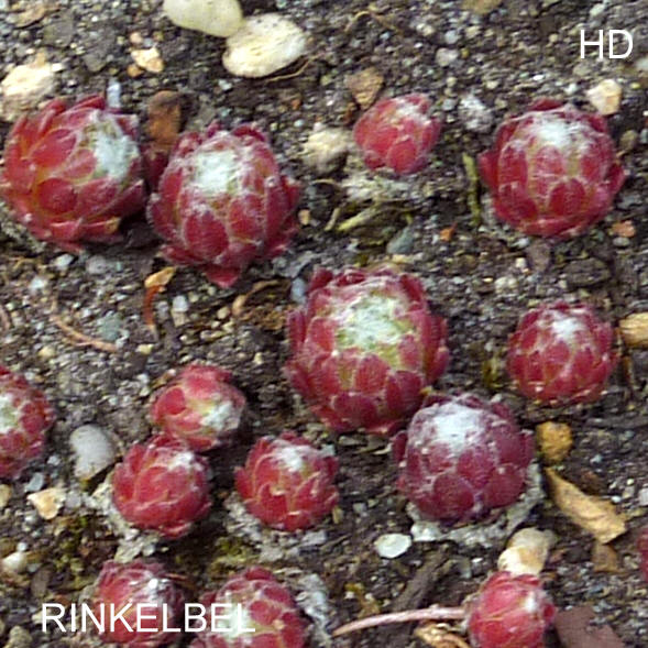 Rinkelbel