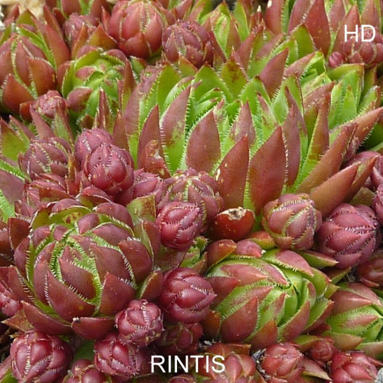 Rintis / Jovi