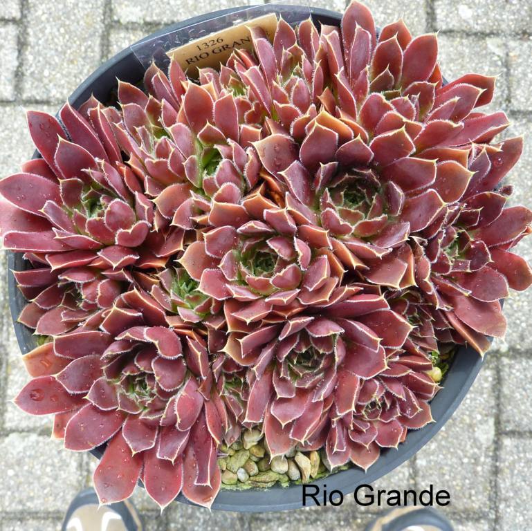 Rio Grande / Jovi