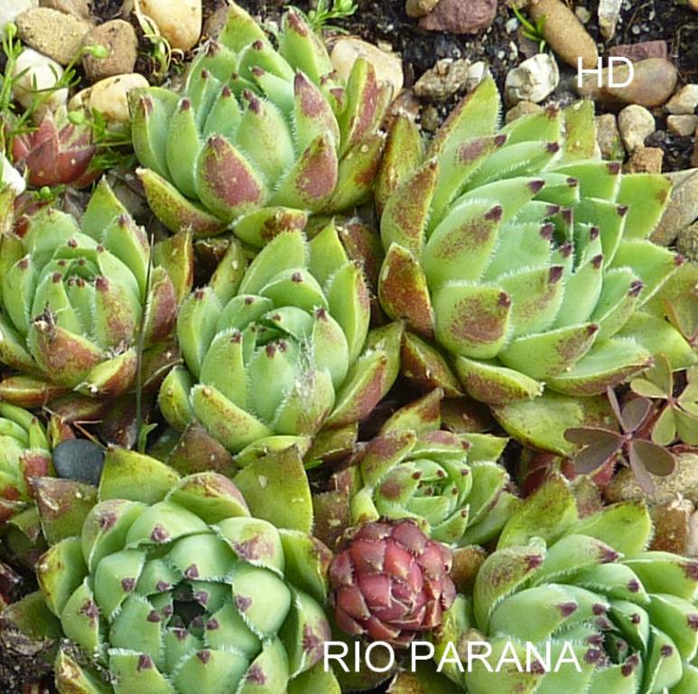Rio Parana / Jovi