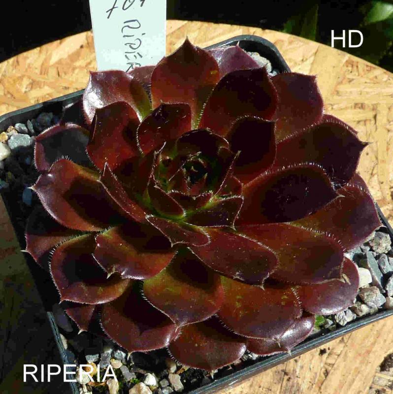 Riperia / Jovi