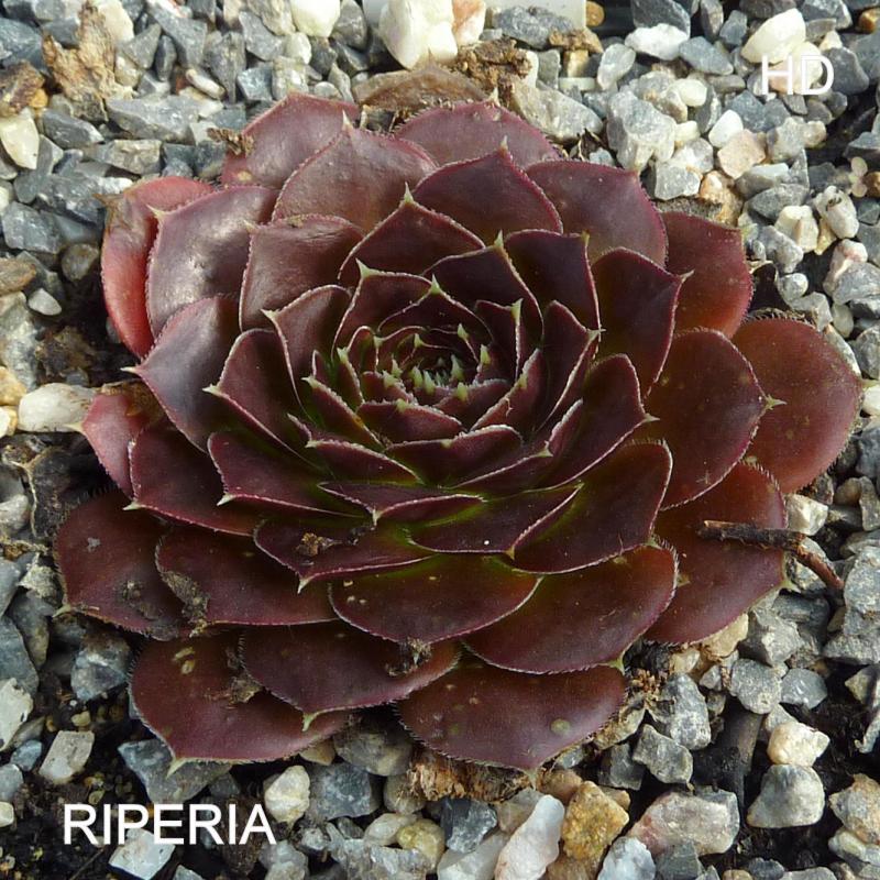 Riperia / Jovi