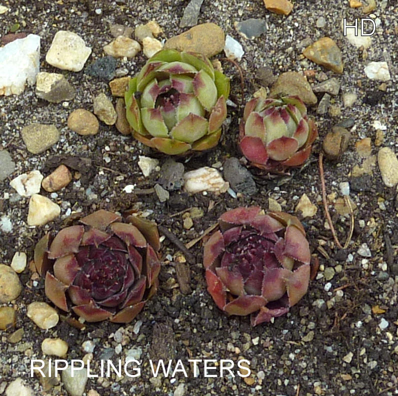 Rippling Waters