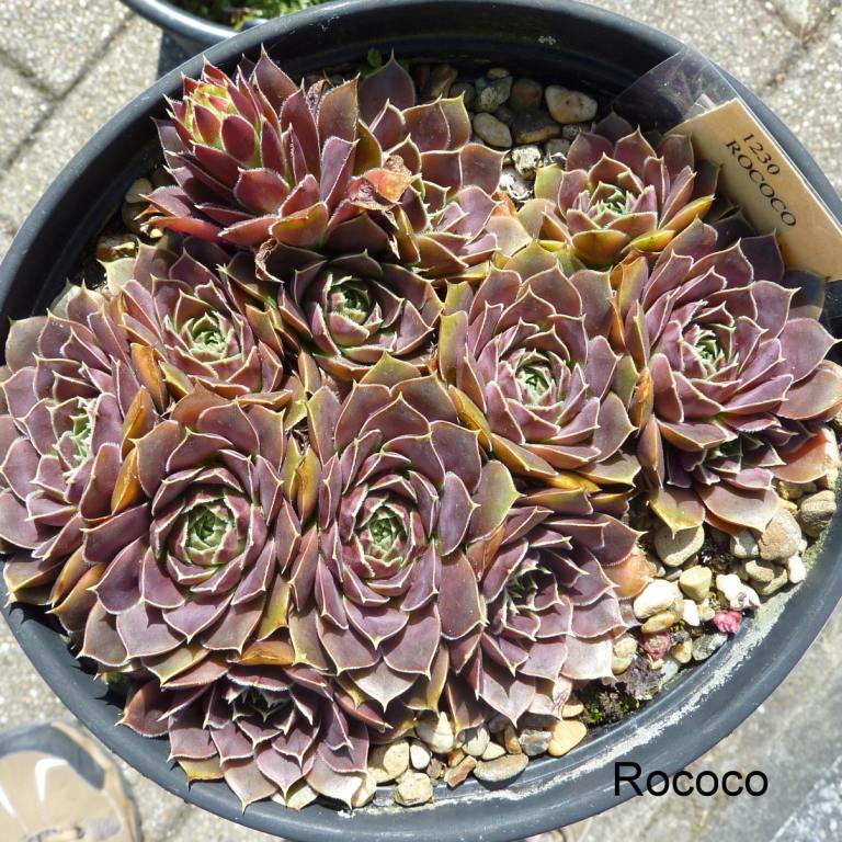 Rococo / Jovi