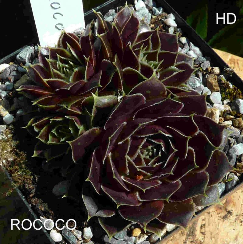 Rococo / Jovi