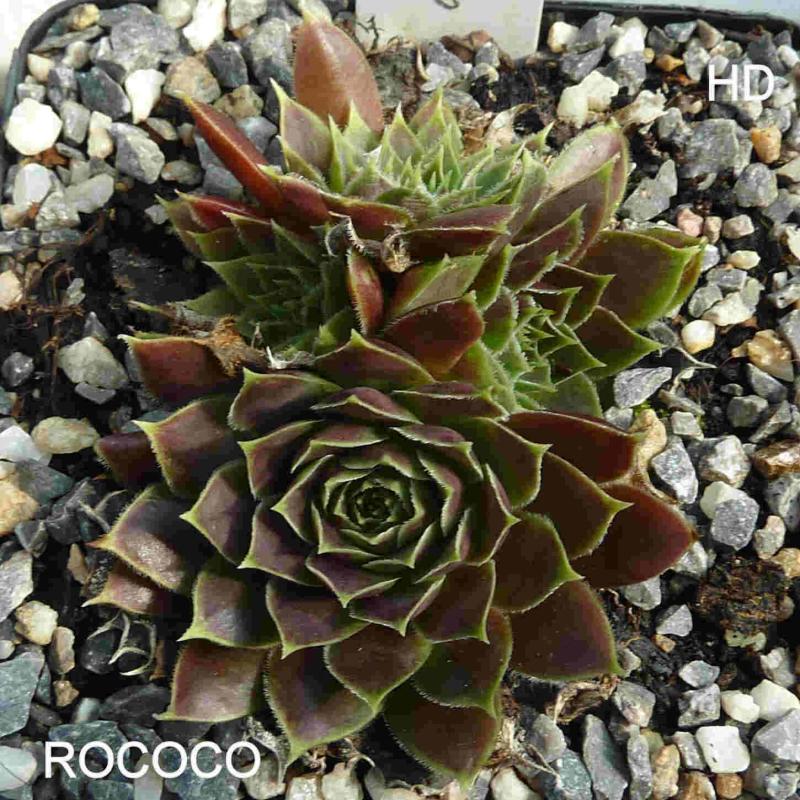 Rococo / Jovi