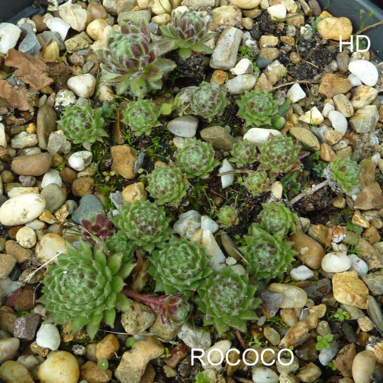 Rococo