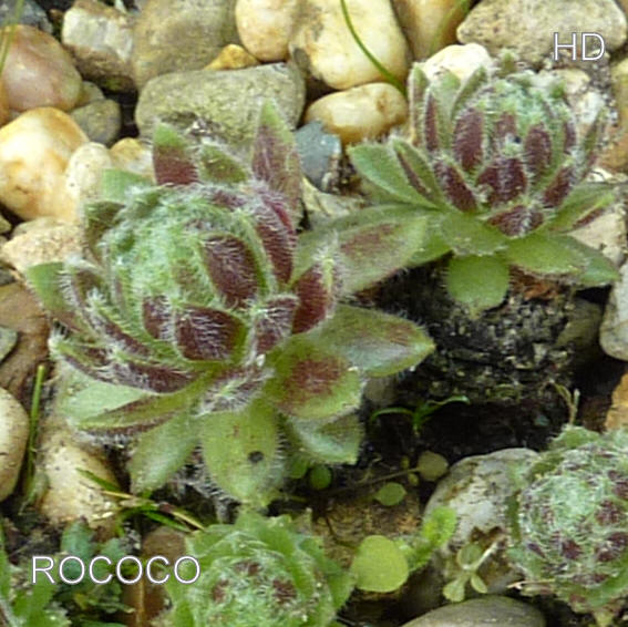 Rococo