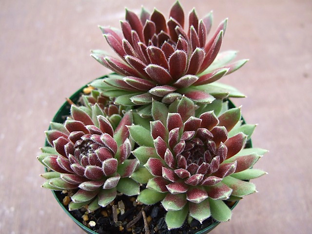 Rococo