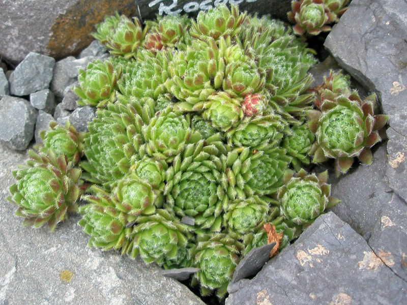 Rococo
