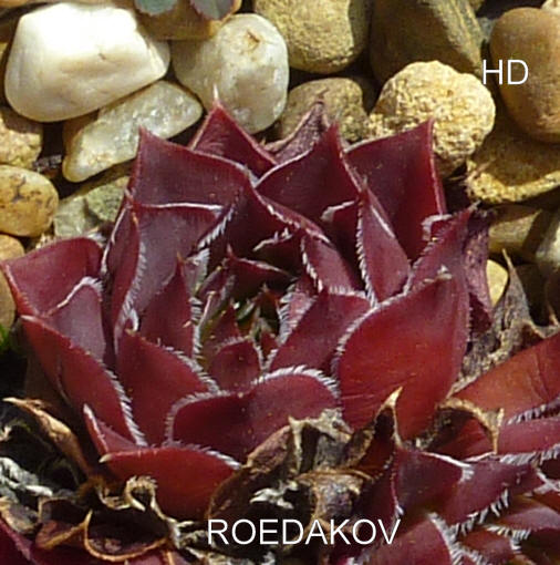 Roedakov / Jovi