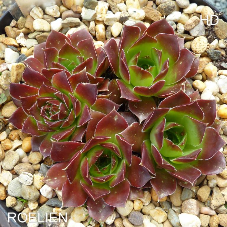 Roelien / Jovi