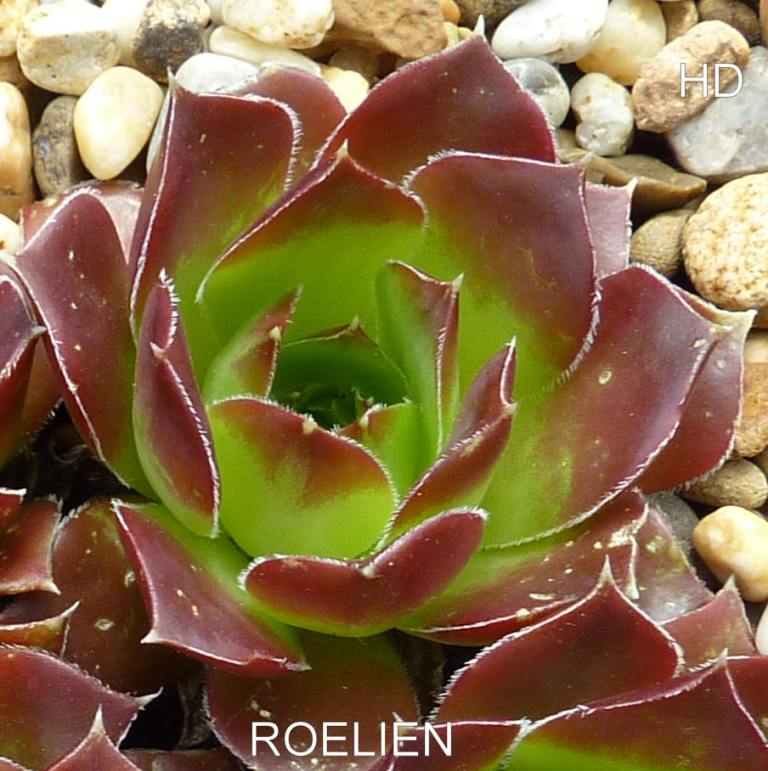 Roelien / Jovi