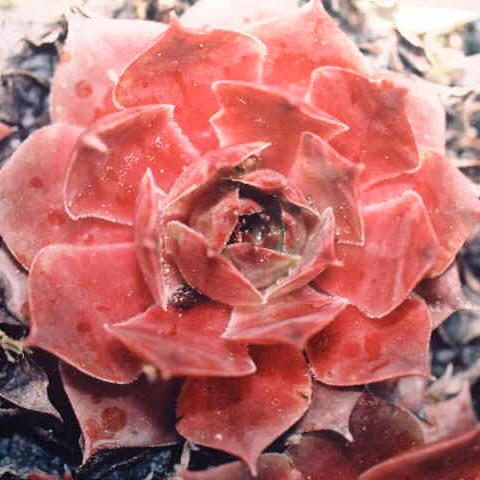 Rohei