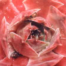 Rohei
