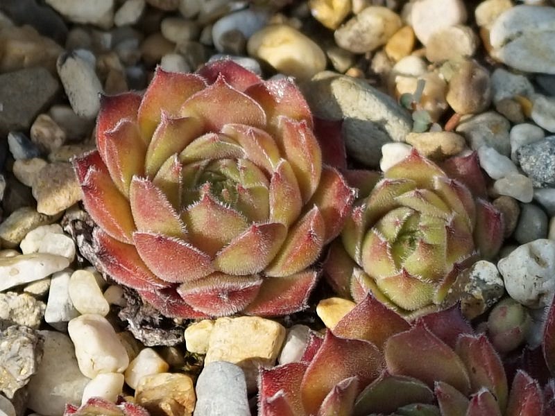 Rohesia