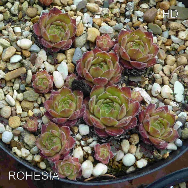 Rohesia