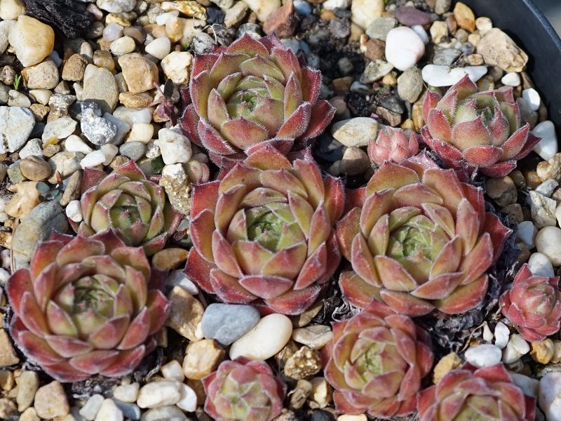 Rohesia