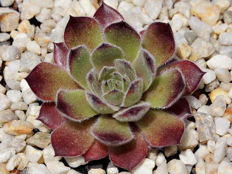 Rohesia