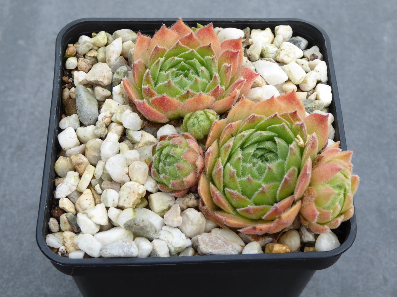 Rohesia