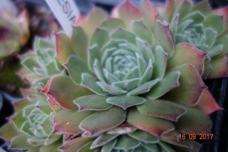 Rohesia