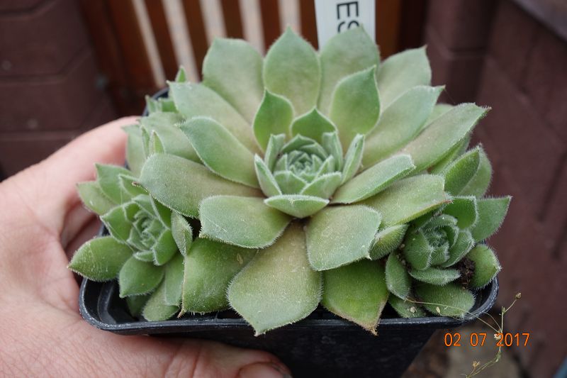 Rohesia