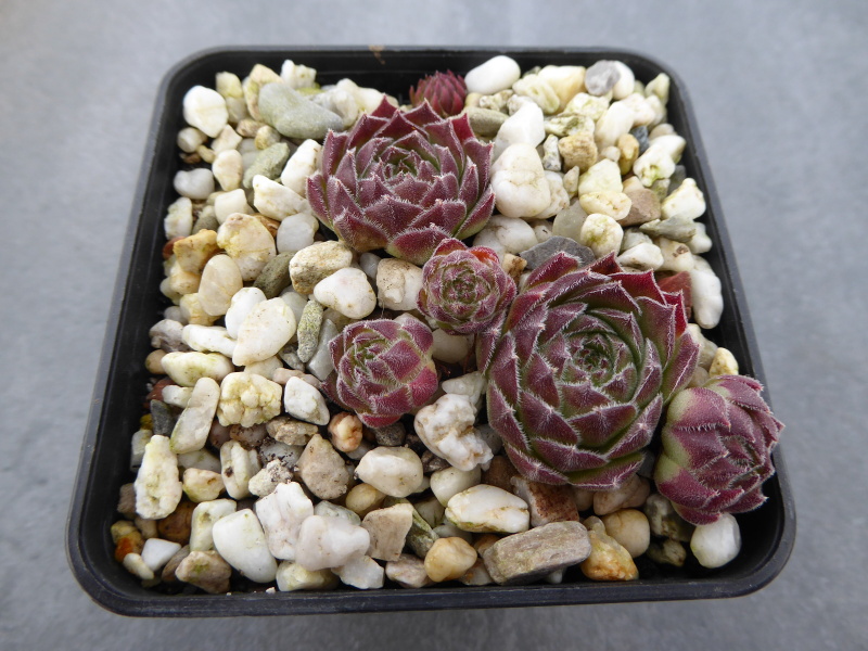 Rohesia