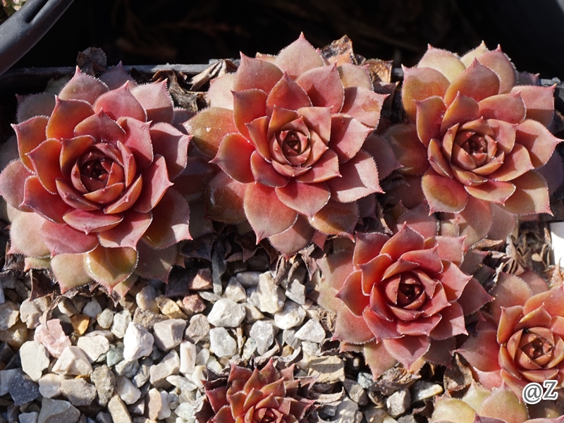Rosé Rosa