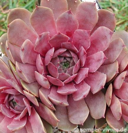 Rosé Rosa