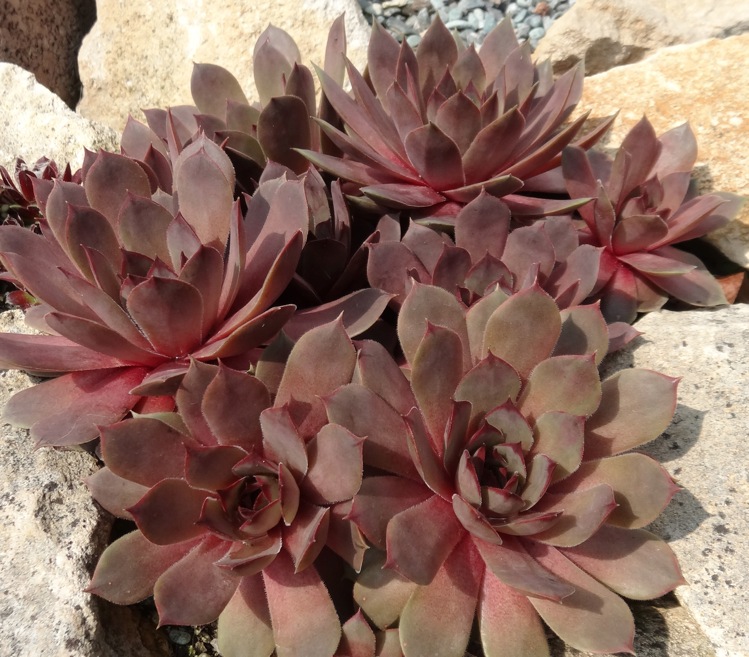 Rosé Rosa