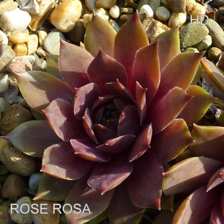Rosé Rosa