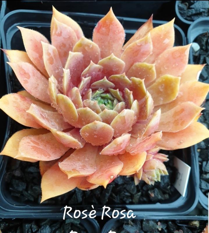 Rosé Rosa