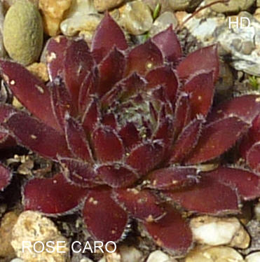 Rose Caro