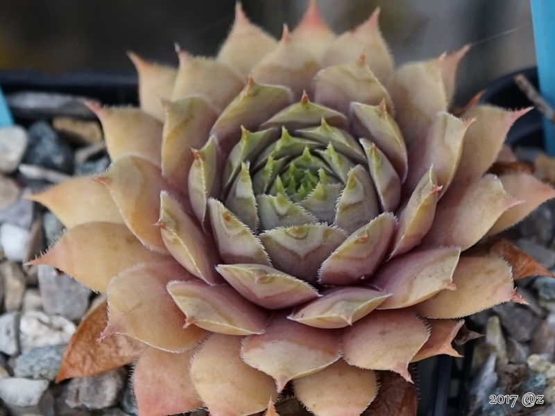 Rose Marie