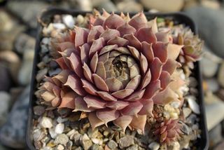 Rose Marie